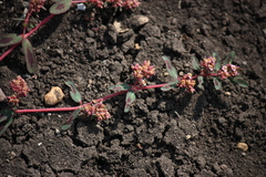 Euphorbia corrigioloides